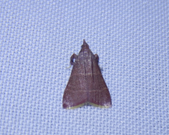 Arta epicoenalis