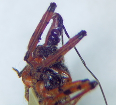 Rhynocoris iracundus