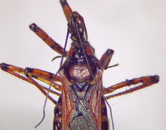 Rhynocoris iracundus