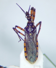 Sphedanolestes pulchellus