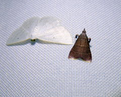 Arta epicoenalis