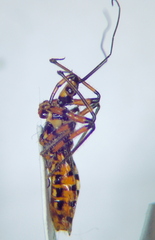 Sphedanolestes pulchellus