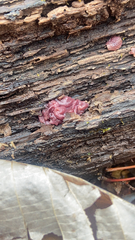 Ascocoryne sarcoides