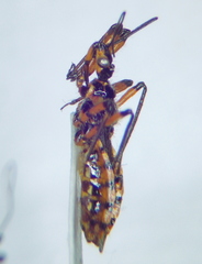 Sphedanolestes pulchellus
