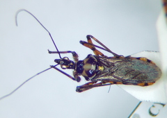 Sphedanolestes pulchellus