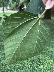 Morus rubra
