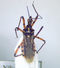 Sphedanolestes pulchellus