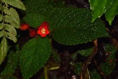 Kohleria