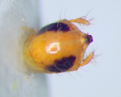 Sphedanolestes pulchellus