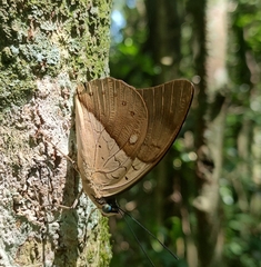 Archaeoprepona amphimachus