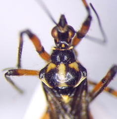 Sphedanolestes pulchellus