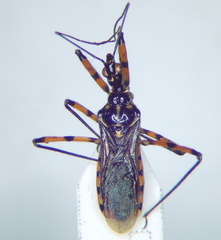 Sphedanolestes pulchellus
