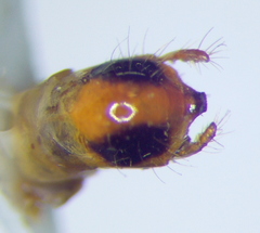 Sphedanolestes pulchellus