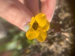 Viola pedunculata