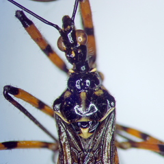 Sphedanolestes pulchellus