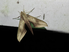 Xylophanes tersa