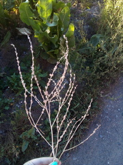 Lepidium sativum