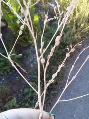 Lepidium sativum