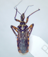 Sphedanolestes pulchellus