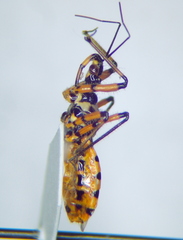 Sphedanolestes pulchellus