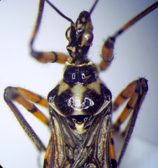 Sphedanolestes pulchellus