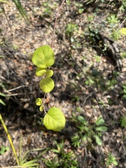 Styrax americanus