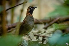 Formicarius moniliger