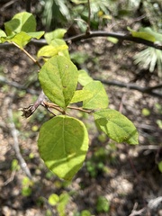 Styrax americanus