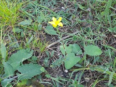 Linum mucronatum armenum