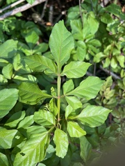 Paullinia