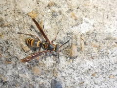 Polistes snelleni
