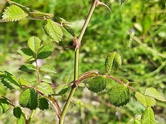 Rosa pulverulenta