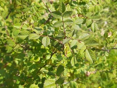 Rosa pulverulenta