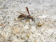 Polistes snelleni