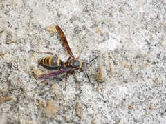 Polistes snelleni