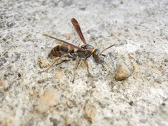 Polistes snelleni