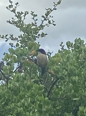 Laniarius ferrugineus