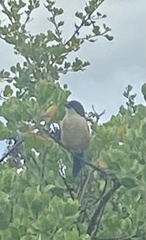 Laniarius ferrugineus