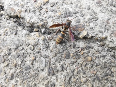 Polistes snelleni