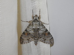 Manduca florestan