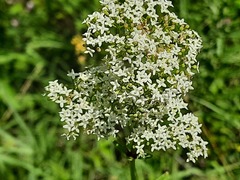 Galium rubioides