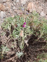Oxytropis racemosa