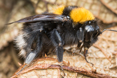 Bombus hortulanus