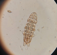 Tardigrada