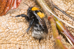 Bombus hortulanus