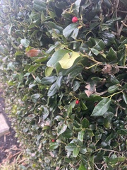 Ilex cornuta