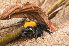 Bombus hortulanus