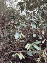 Elaeagnus pungens