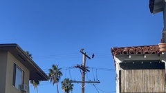Buteo jamaicensis