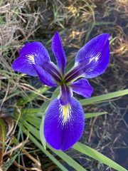 Iris savannarum